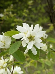 Amelanchier ovalis
