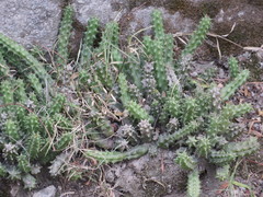 Euphorbia schinzii