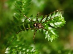 Forsteropsalis inconstans