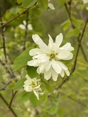 Amelanchier ovalis