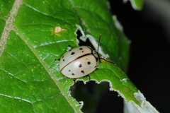 Platyphora fraterna
