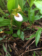 Cypripedium candidum