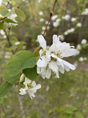 Amelanchier ovalis