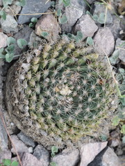 Mammillaria heyderi