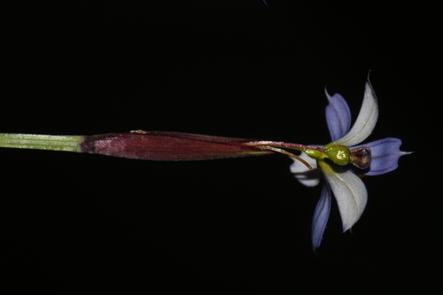 Image of Sisyrinchium langloisii by (c) Brian Finzel, some rights reserved (CC BY-SA)