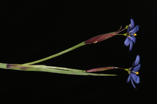 Roadside Blue-eyed Grass (Sisyrinchium langloisii)