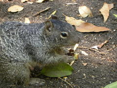 Otospermophilus variegatus