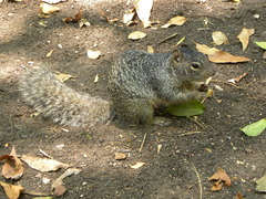 Otospermophilus variegatus