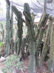 Euphorbia ingens