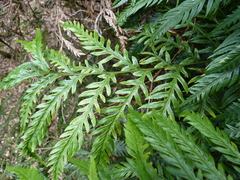 Pteris berteroana