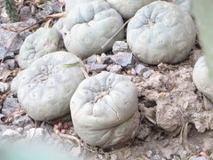Lophophora diffusa