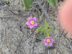 Sabatia arenicola