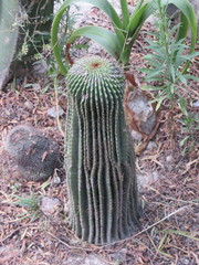 Cephalocereus polylophus