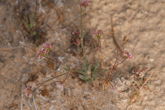 Eriogonum gracillimum