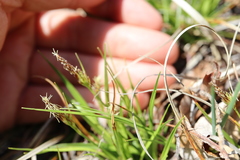 Carex tonsa