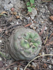 Lophophora