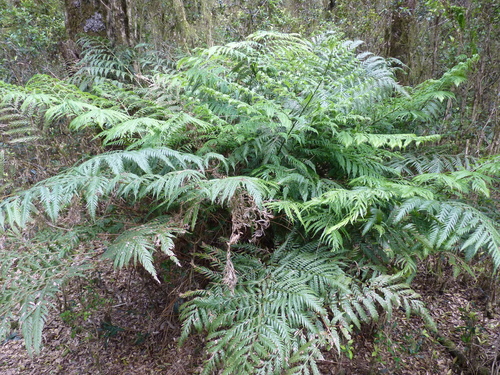Pteris berteroana observed 2011-02-04