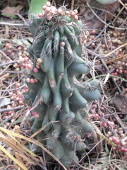 Cereus hildmannianus
