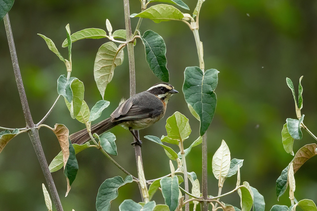 Plain-tailed Warbling Finch (Microspingus alticola) photo