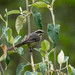 Plain-tailed Warbling-Finch - Photo (c) Thibaud Aronson, some rights reserved (CC BY-SA), uploaded by Thibaud Aronson