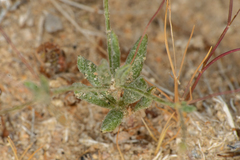 Eriogonum gracillimum