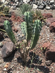 Myrtillocactus