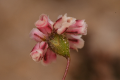 Eriogonum gracillimum