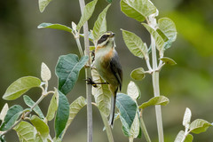 Microspingus alticola