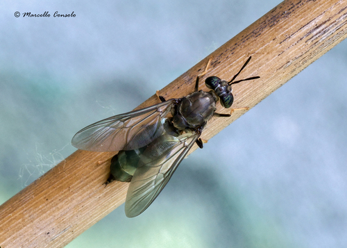 Black Soldier Fly, photo 8 of 9