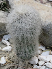 Cephalocereus senilis