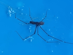 Smeringopus pallidus