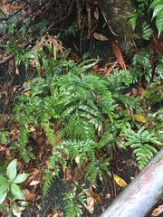 Pteris semipinnata