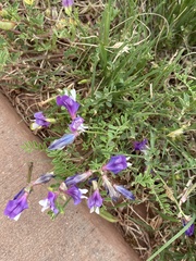 Astragalus lindheimeri
