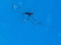 Smeringopus pallidus