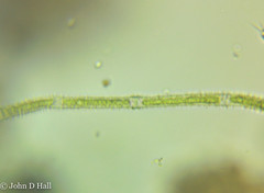 Gonatozygon monotaenium