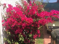 Bougainvillea
