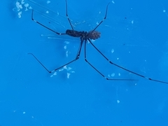 Smeringopus pallidus