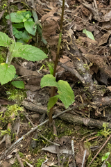 Cranichis ciliata