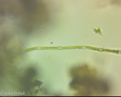 Gonatozygon monotaenium