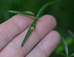 Galium uniflorum
