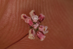 Eriogonum gracillimum
