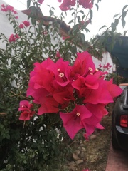 Bougainvillea