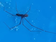 Smeringopus pallidus