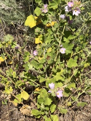 Malacothamnus lucianus