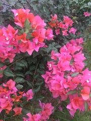 Bougainvillea