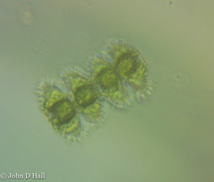 Staurastrum claviferum