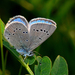 Silvery Blue - Photo (c) Brad Smith, some rights reserved (CC BY-NC)