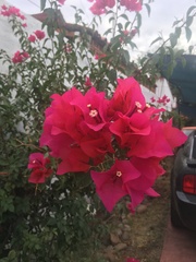 Bougainvillea