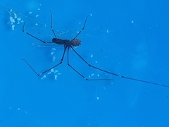 Smeringopus pallidus