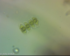 Staurastrum claviferum